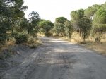 04543 - Caminos por los pinares de Viana de Cega.jpg