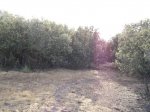 04544 - Encinas junto a Viana de Cega.jpg