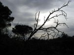 04555 - Contraluz en los pinares de Viana de Cega.jpg