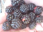DSC00896.JPG