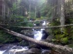 Bosc de gerdar.jpg