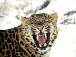 1024x768_leopardo_de_las_nieves.jpg