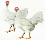 gallina01.jpg