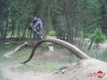 pbpic1221171arbol.jpg