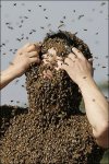 abejas01.jpg