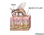 abejas02.jpg