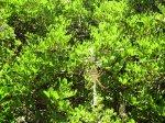 Senda de los mosquitos 028.JPG