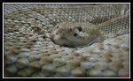 Serpiente800.jpg
