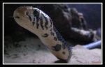 Serpiente3.jpg