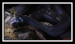 Serpiente4.jpg