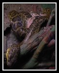 Serpiente2.jpg