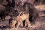 wild_boar.jpg