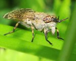 XN_Haematopota_pluvialis_00_cropped.jpg