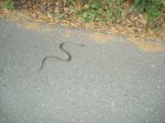 DSC00779.JPG