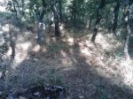 m_IMAGE_064.jpg