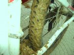 PICT010100.JPG