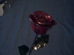 Rosa Platino 0002.JPG