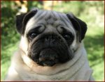 carlino.jpg