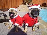 pugs.jpg