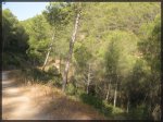 Pinares de Vejer 4.jpg