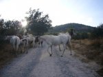 Foto42.JPG