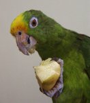 PanamaPapagayoQuenke.jpg