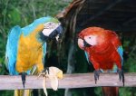 loros-comiendo.jpg