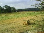 DSC01197.jpg