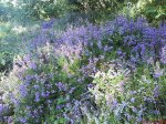 DSC01318.jpg