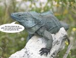 iguana.jpg