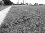 IMG_0074b.jpg