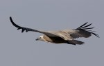 leonadovuelo.jpg