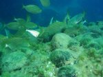 buceo3.jpg