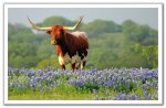 0405051949141hillcountrylh2-img_0084-d.jpg