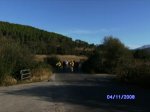 RamacastaÃ±as 5 de octubre 2008 002.jpg