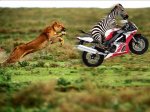 Go-zebra.jpg