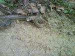 DSC00502.jpg