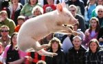 pigswillfly997370dke3.jpg