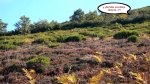 L1000905_redimensionar.jpg