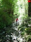 foromtb_image_5oct_33_num.jpg