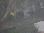 che q plou 037.jpg