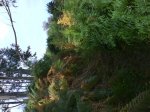dsc00118.jpg