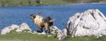 Asturies-choto.jpg