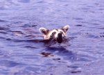 mapache2.jpg
