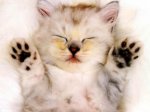 cat18002.jpg