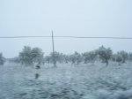 000_0982.JPG