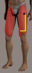 cuadriceps.JPG