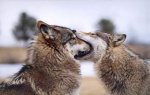 callate.jpg