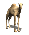 camel_looking_md_wht.gif