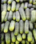 Pepinos_9698.jpg
